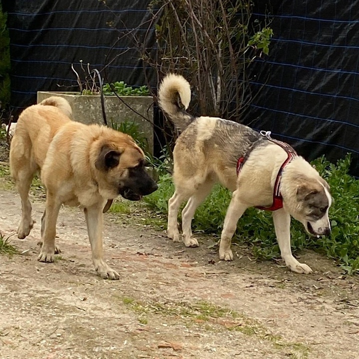 Max & amigo