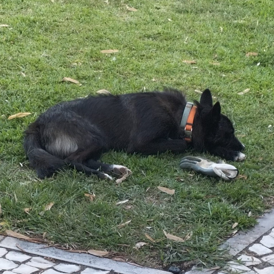Milo