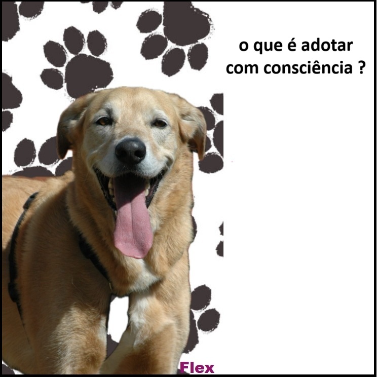 Lucky Dogs Montemor