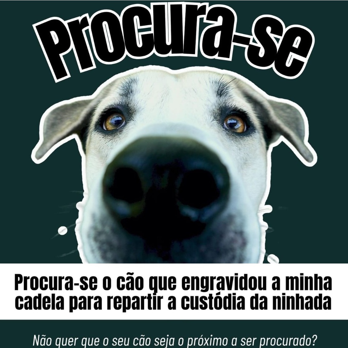 Lucky Dogs Montemor