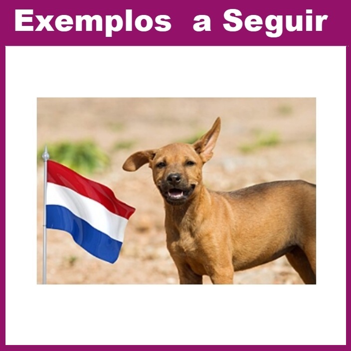 Lucky Dogs Montemor