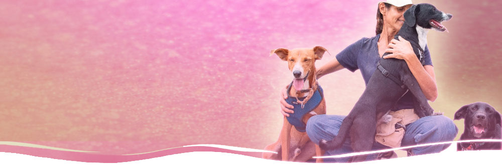 Lucky Dogs Montemor