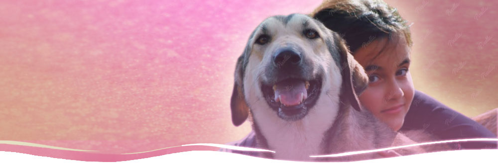 Lucky Dogs Montemor